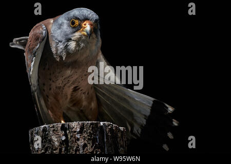 Eine amerikanische Kestrel hocken auf einem Baumstamm und schwarzem Hintergrund - Falco sparverius Stockfoto