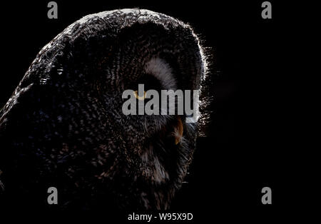 Seite Profil eines Bartkauz Strix nebulosa - Stockfoto