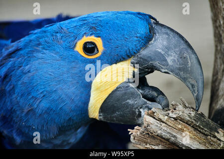 Porträt eines blauen Hyazintara, der auf Holz kaut (Anodorhynchus hyazinthus) Stockfoto