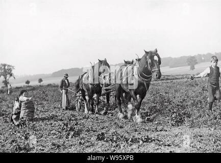 Ernte von Kartoffeln mit einem Pferd gezogen Bagger ungefähr 1920 Stockfoto