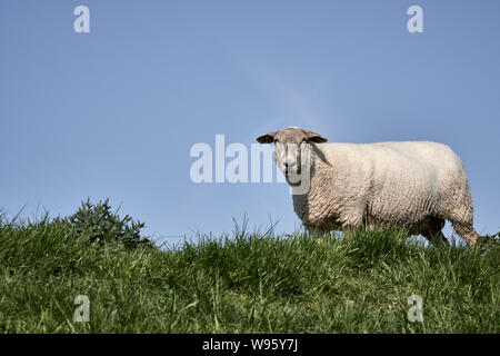 Ein Schaf im Gras auf einem Deich in Neuharlingersiel, Deutschland Stockfoto