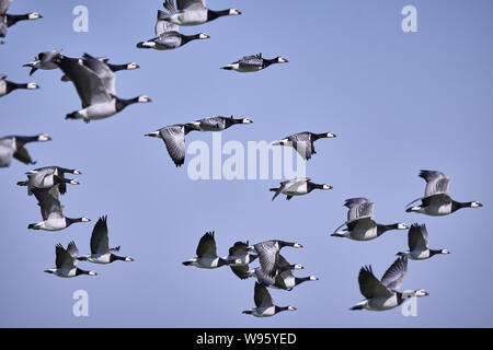 Eine Schar von Weißwangengänsen, die am blauen Himmel fliegen (Branta leucopsis) Stockfoto