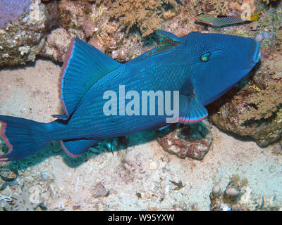 Blauer Drückerfisch (Pseudobalistes Fuscus) Stockfoto