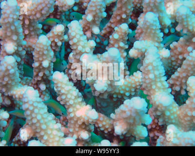 Blau Grün Chromis (Chromis viridis) Stockfoto