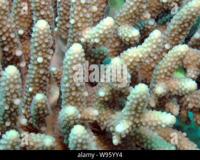 Blau Grün Chromis (Chromis viridis) Stockfoto