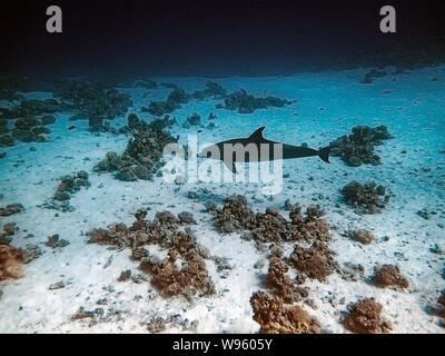 Gemeinsame Große Tümmler (Tursiops truncatus) Stockfoto