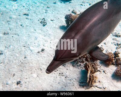 Gemeinsame Große Tümmler (Tursiops truncatus) Stockfoto