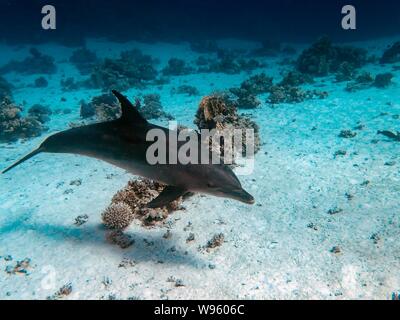 Gemeinsame Große Tümmler (Tursiops truncatus) Stockfoto