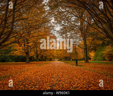Orange und Gelb gefärbte Blätter bedecken die Straßen und Gehwege rund um Queen's Park mit herbstlichen Farben, Invercargill, Neuseeland. Stockfoto