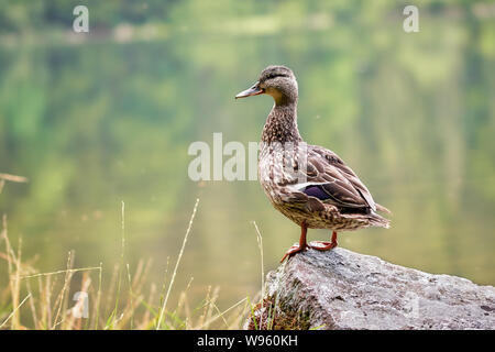 Eine weibliche Stockente (Anas platyrhynchos) auf einem Felsen in der Natur Hintergrund, Feldberg Deutschland Stockfoto