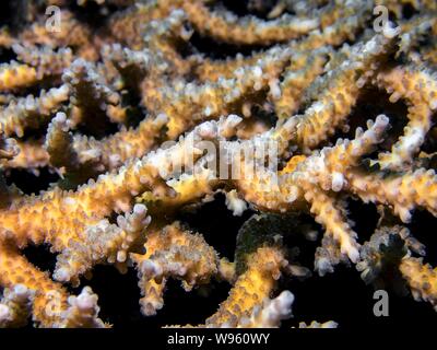 Nahaufnahme von Stony Coral (acropora) Stockfoto