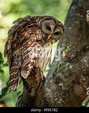 Eulen in den Baum gesperrt Stockfoto