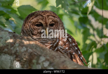 Eulen in den Baum gesperrt Stockfoto