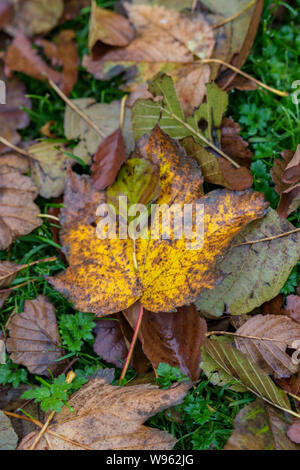 Ein einzelnes gelbes, herbstfarbiges Blatt vor dem Hintergrund von mehrfarbigen braunen und grünen goldenen herbstlichen Blättern auf dem Boden während des Herbstes. Stockfoto