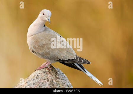 Halstaube oder Ringtaube auf einem Felsen in der Natur (Streptopelia decaocto) Stockfoto