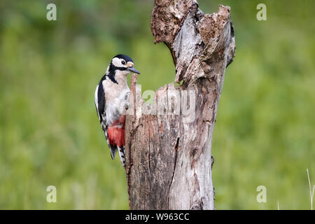 Buntspecht auf toten Baumstamm in natürlicher Umgebung (Dendrocopos major) Stockfoto