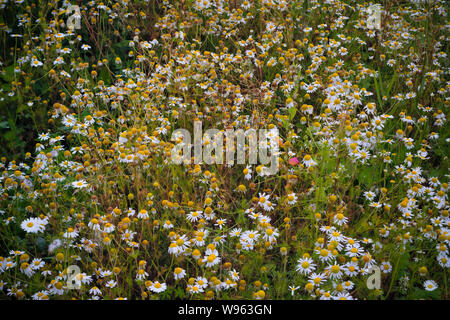Kamillenblüten auf einer Sommerwiese. Feld Gänseblümchen Blumen closeup. Stockfoto