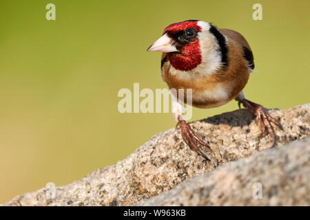 Eine isolierte Goldfinch hocken auf einem Felsen in der Natur - Carduelis carduelis Stockfoto