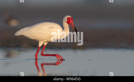 Weißer Ibis in Florida Stockfoto