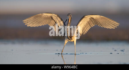 Dreifarbigen Reiher in Florida Stockfoto