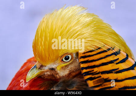 Nahaufnahme einer einzelnen rot Goldener Fasan (Chrysolophus Pictus) und blauer Hintergrund Stockfoto