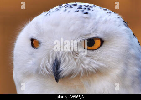 Close-up Kopfschuss eines Snowy Owl und orange Hintergrund (Bubo Scandiacus) Stockfoto