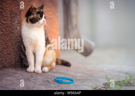 Dreifarbige Katze sitzt im Freien, in der Nähe der Blue Collar auf dem Steinboden. Entfernen Flöhe von Haustieren. Stockfoto