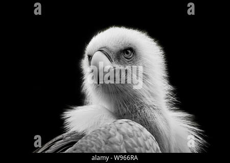 Nahaufnahme des eurasischen Gänsegeiers (Gyps fulvus) auf schwarzem Hintergrund. Stockfoto