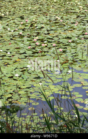 Nénuphars. Les Etangs De Corot. Ville d'Avray. /Seerosen. Teich von Corot. Ville d'Avray. Stockfoto