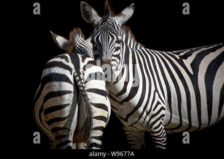 Zwei Zebras isoliert auf schwarzem Hintergrund Stockfoto