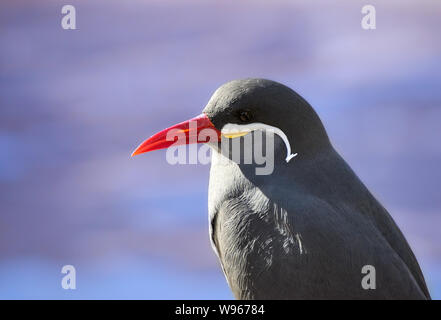 Eine Inca tern (Larosterna Inca) Nahaufnahme Seite Portrait und blauer Himmel Hintergrund Stockfoto