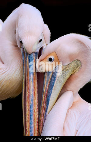 Zwei verliebte Pelikane, die sich gegenseitig küssen, isoliert auf Schwarz. Stockfoto