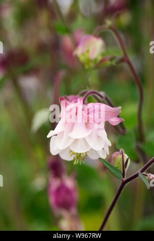 Aquilegia vulgaris. Columbine Blumen. Stockfoto