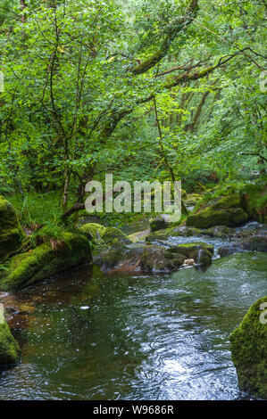 Die Golitha Falls sind eine Reihe von spektakulären Kaskaden und Wasserfällen entlang einen Abschnitt des Flusses Fowey während er seinen Weg macht durch die alte Eiche w Stockfoto