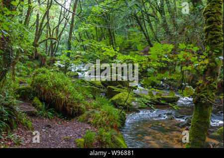 Die Golitha Falls sind eine Reihe von spektakulären Kaskaden und Wasserfällen entlang einen Abschnitt des Flusses Fowey während er seinen Weg macht durch die alte Eiche w Stockfoto