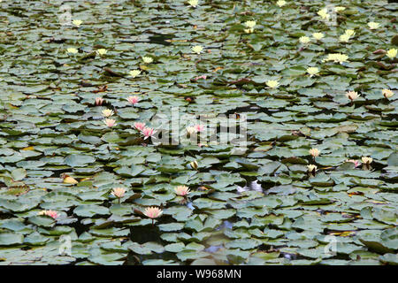 Nénuphars. Les Etangs De Corot. Ville d'Avray. /Seerosen. Teich von Corot. Ville d'Avray. Stockfoto