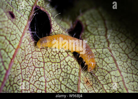 Micro motte Larve, Makro Blick auf Prunus Blatt Stockfoto