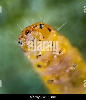 Micro motte Larve, hohe Makro anzeigen Stockfoto