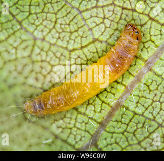 Micro motte Larve, Makro Blick auf Prunus Blatt Stockfoto