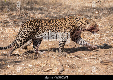 Leopard mit blutiger Schnauze Wandern in Chobe National Park, Botswana, Afrika Stockfoto