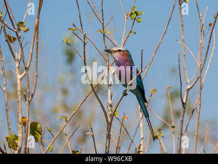 Single Lilac Breasted Roller Vogel auf einem Zweig in Namibia, Afrika Stockfoto