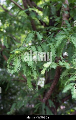 Metasequoia glyptostroboides 'Gold Rush' schließen. Stockfoto