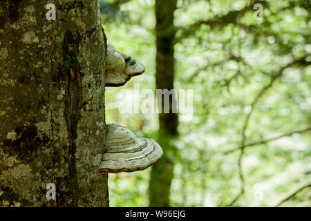 Einen moosigen Stamm eines Baumes voll von Pilzen auf der Rinde in einer intensiven 12.00 Licht Stockfoto