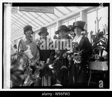 Amaryllis zeigen, 1924, 3/15/24. Stockfoto