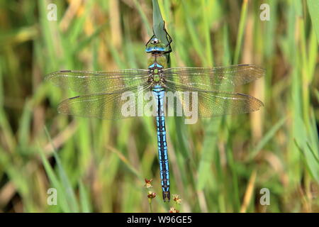 Erwachsene männliche Kaiser Dragonfly (Anax imperator) hängen an ein Rohr Stammzellen vor dem hintergrund der grünen Vegetation Stockfoto