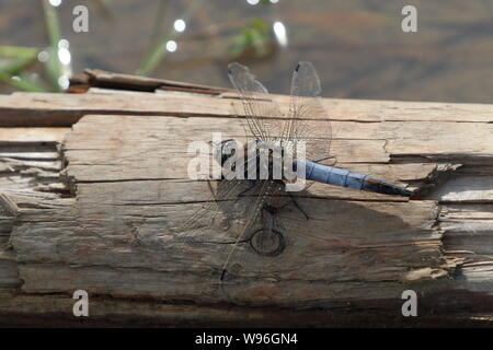 Erwachsene männliche Schwarze tailed Skimmer (Orthetrum Cancellatum) ruht auf einem gefallenen Niederlassung Stockfoto