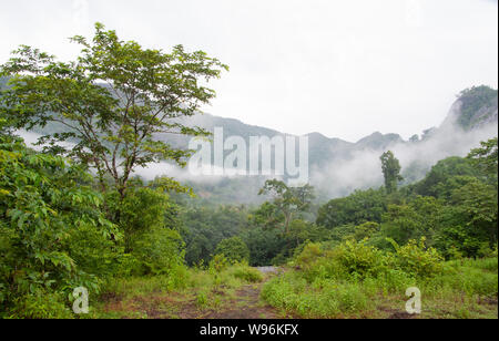 Montane immergrünen Regenwald und Tiefland feuchte Laubwälder in Nebel während der Monsunzeit, Ernakulam district, Western Ghats, Kerala, Indien Stockfoto