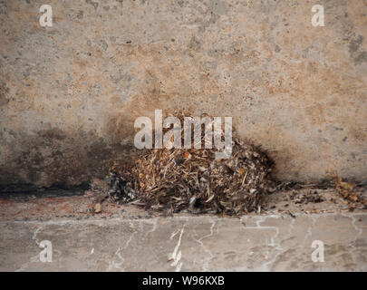 Nest von Little Swift, Apus affinis, gebaut unter einer Brücke über den Fluss Periyar, Thattekad Bird Sanctuary, Western Ghats, Kerala, Indien Stockfoto