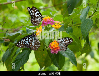 Blue Tiger Schmetterlinge auf lantana Blume, Tirumala limniace, Western Ghats, Kerala, Indien Stockfoto