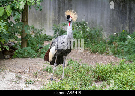 Balearica pavonina (gekrönt Kran) in Gefangenschaft Stockfoto